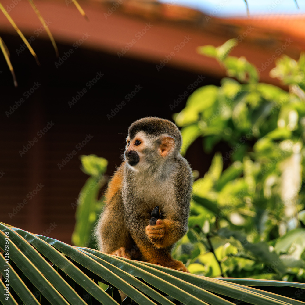 Obraz premium Totenkopfaffe in Costa Rica - Manuel Antonio