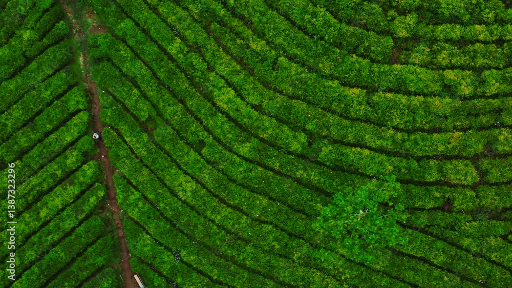 Misty morning in Indonesia Highlands tea plantation Misty morning in Indonesia Highlands tea plantation
