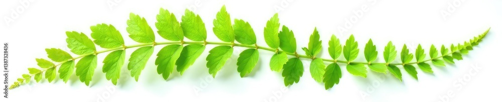 Fototapeta premium Curved isolated fern branch on white background, leaf, fern