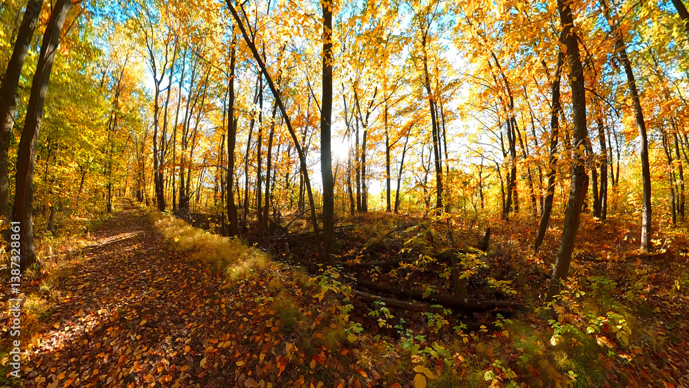 Obraz premium Autumn oak forest nature. Beautiful morning in colorful forest with sun rays through branches of trees. Scenery of nature with sunlight