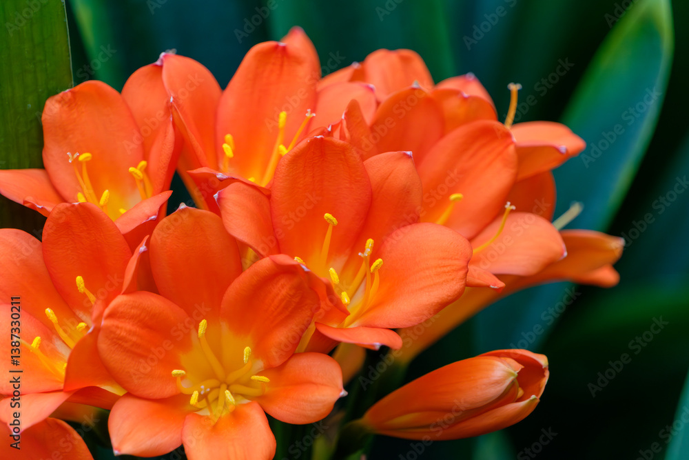 鮮やかなクンシランの花