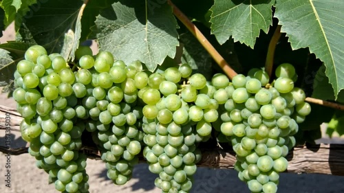 Wallpaper Mural Bunches of green grapes hanging from a vine under a sunny sky in a vineyard during mid-summer harvesting season Torontodigital.ca