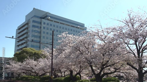 佐賀県庁と満開の桜並木　フィックス