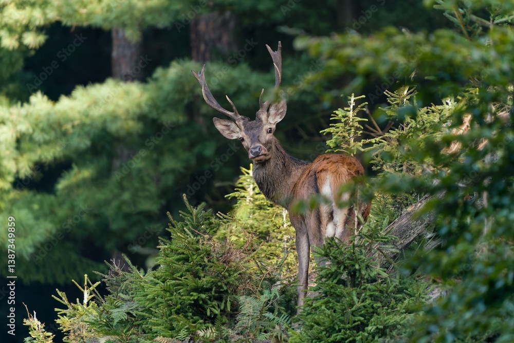 Obraz premium A european red deer in the nature habitat. A stag stands in the forest on a slope and looks into the lens. Cervus elaphus