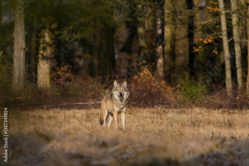 A beautiful grey wolf in the nature habitat.m  Canis lupus. Wildlife scene with a eurasian wolf.