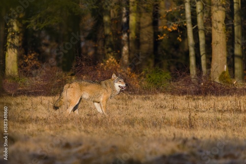 A beautiful grey wolf in the nature habitat.m  Canis lupus. Wildlife scene with a eurasian wolf.