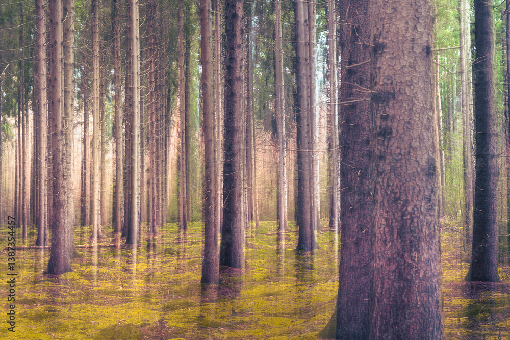 Fir forest with ground covered in moss. (ICM) Abstract photo effect. Fir forest with ground covered in moss. (ICM) Abstract photo effect.