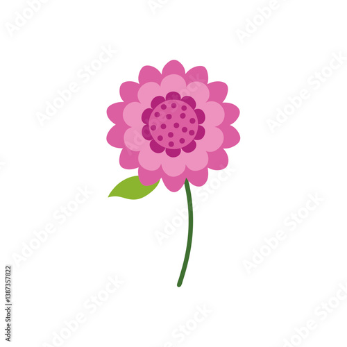 pink chrysanthemum flower