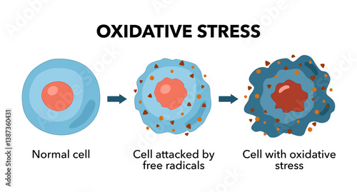 Oxidative stress diagram vector illustration design, Oxidative stress. From Normal cells to Oxidative stress and aggressive free radicals, cell death. Vector diagram for your design, educational