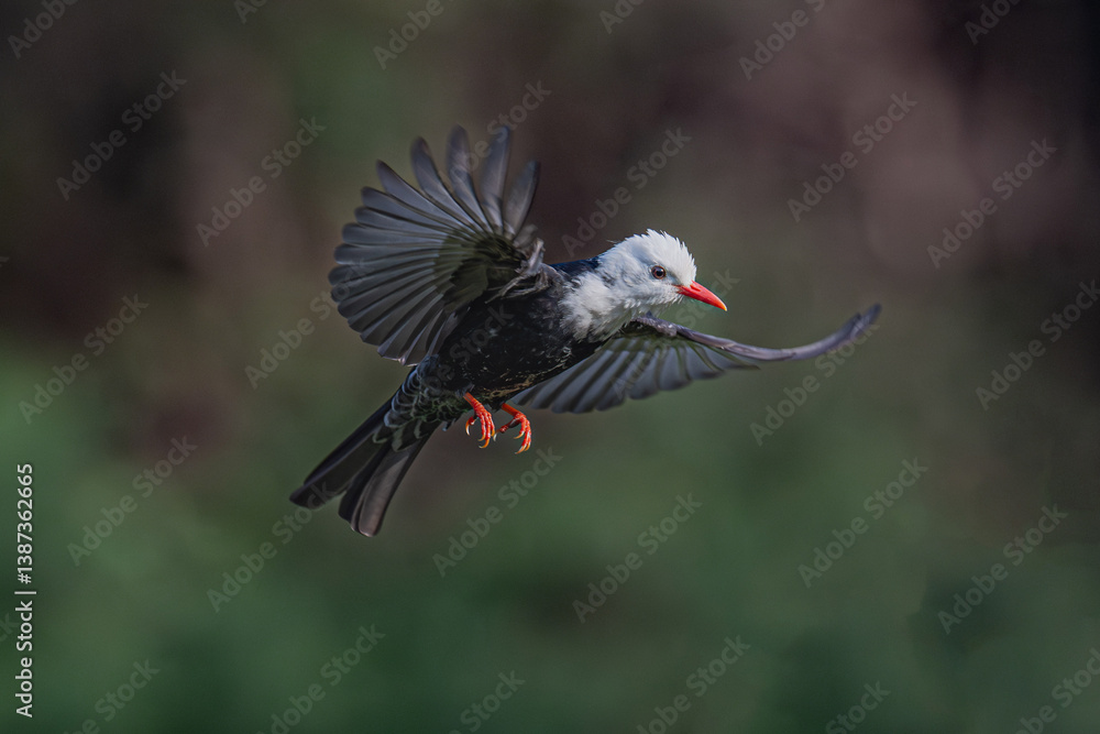 Naklejka premium black winged blackbird