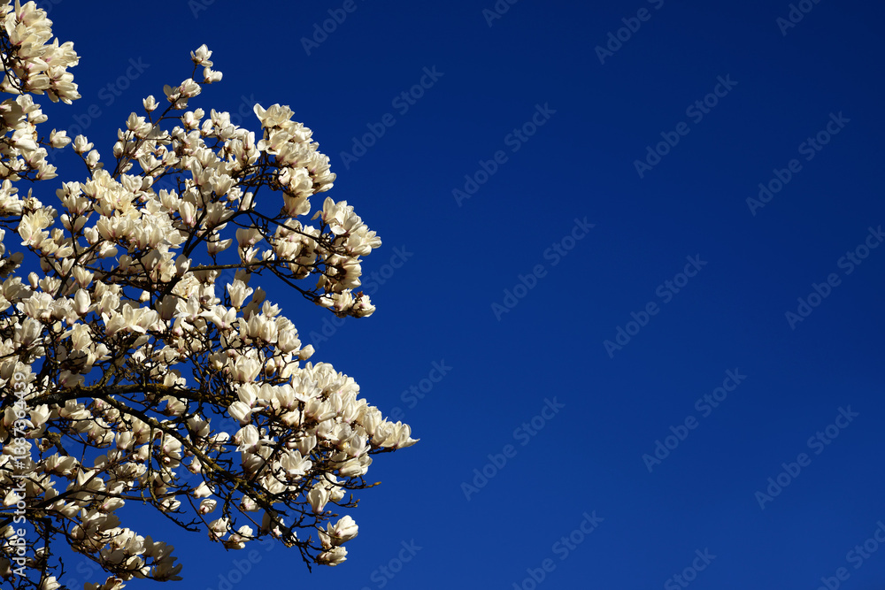 Spring arrives. Magnolia white flowers with blue sky and copy space Spring arrives. Magnolia white flowers with blue sky and copy space