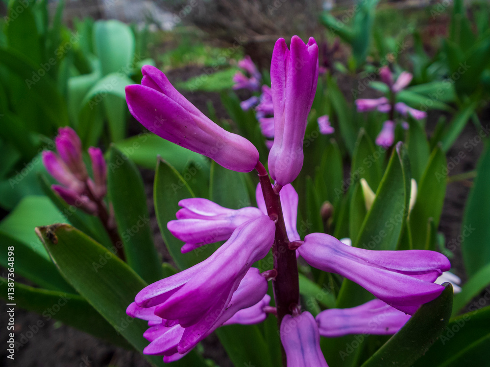 Close-Up of Vibrant Purple Hyacinth Flowers in a Lush Garden Setting Close-Up of Vibrant Purple Hyacinth Flowers in a Lush Garden Setting