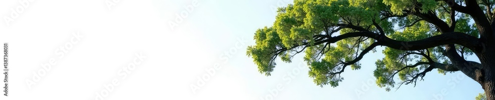 White background with a large branch of an oak tree against the cold blue sky, oak, branch White background with a large branch of an oak tree against the cold blue sky, oak, branch