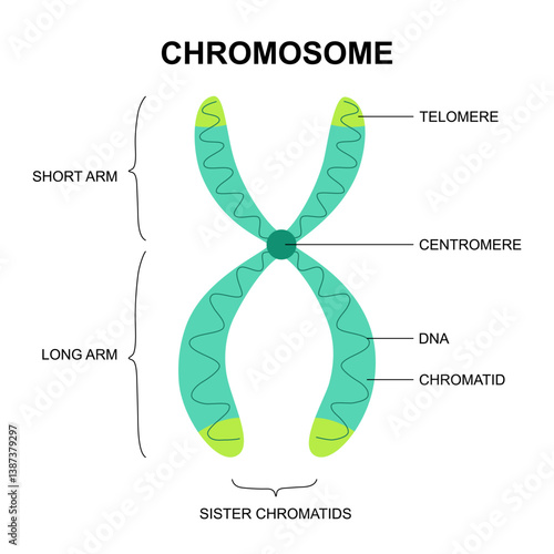 Cell anatomy, Chromosome structure, Histone and DNA(Deoxyribonucleic Acid). Thymine, Adenine, Guanine, Cytosine, Sugar phosphate backbone, base pair and gene.