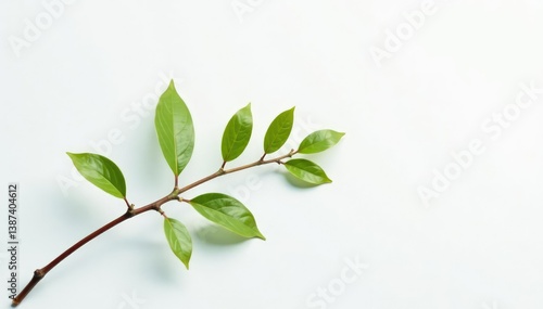 Delicate branch with tiny leaves on a white background, simplicity, isolation, single stem