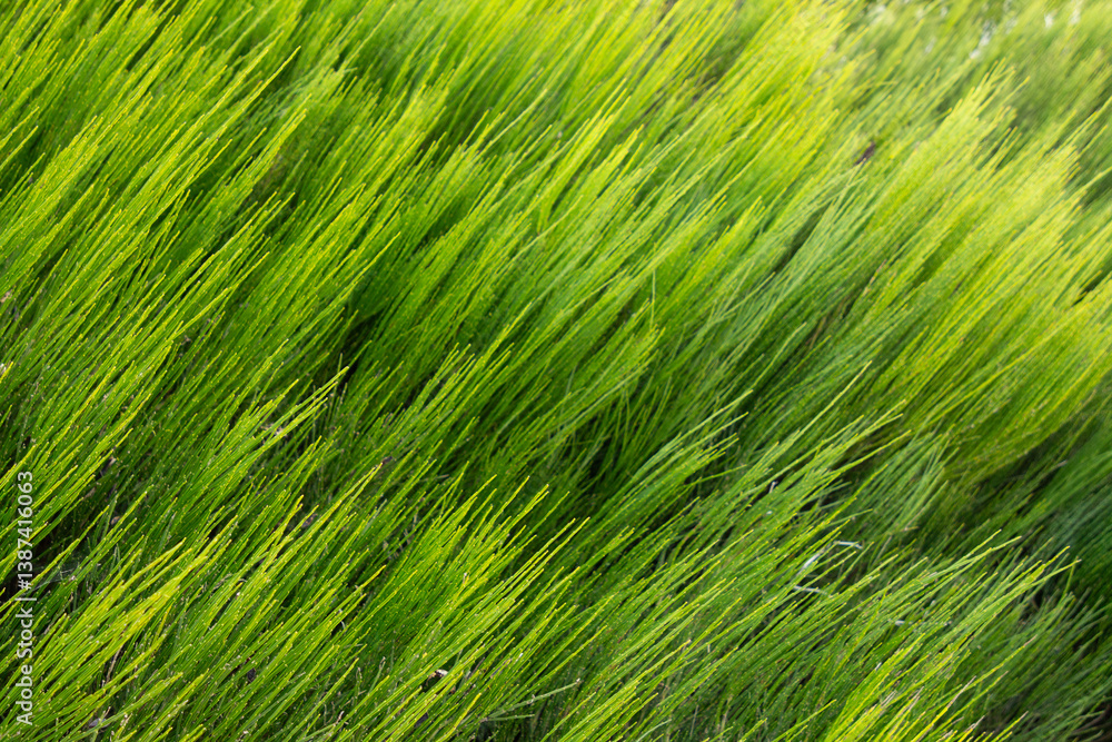 A field of uniformly tall wheatgrass, each blade a uniform shade of bright green, creating a sea of lushness under a clear blue sky. A field of uniformly tall wheatgrass, each blade a uniform shade of bright green, creating a sea of lushness under a clear blue sky.