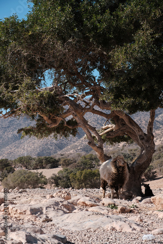 Sheep standing under the shade of tree