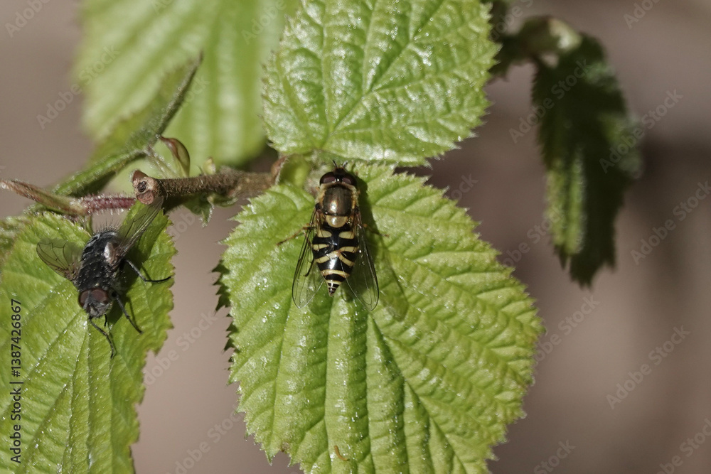 Fototapeta premium A hoverfly (Syrphus sp) resting on a leaf