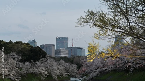 東京都千代田区九段にある千鳥ヶ淵に咲く夜の満開の桜