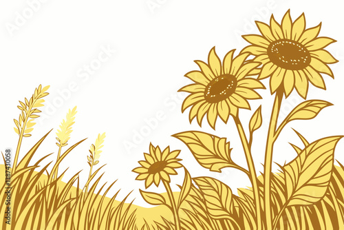 sunflower on a white background