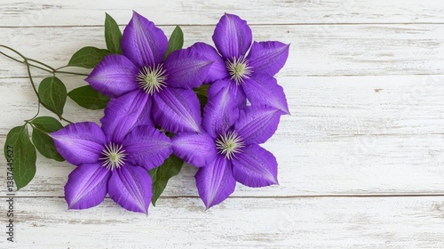 Flower wooden board weather. A vibrant display of purple clematis flowers arranged on a rustic wooden background, showcasing their intricate petals and lush green leaves.