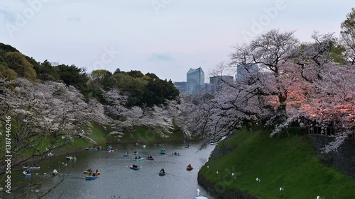 東京都千代田区九段にある千鳥ヶ淵に咲く夜の満開の桜