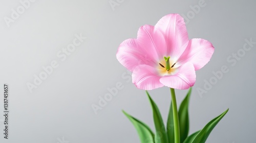 A single pink tulip is shown against a gray background. Its petals are delicate and softly lit. The image is simple, clean, and well-composed. The lighting is soft and natural. The style is minimali