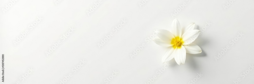 Obraz premium A single white flower on a blank white background, bloom, solo