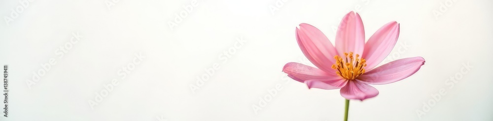 Fototapeta premium Isolated flower on white background with soft focus, blur, focus