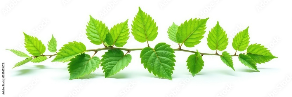 Leafy branch with intricate details isolated on white background, nature, simplicity, isolation Leafy branch with intricate details isolated on white background, nature, simplicity, isolation