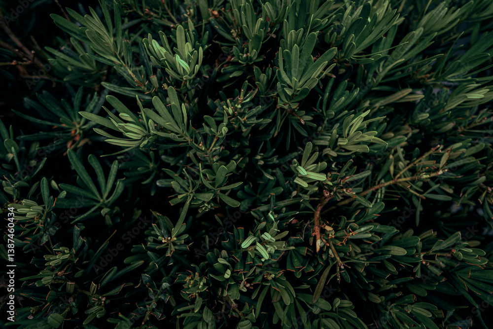 Dark foliage