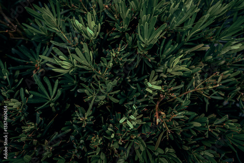 Obraz na płótnie Dark foliage w salonie