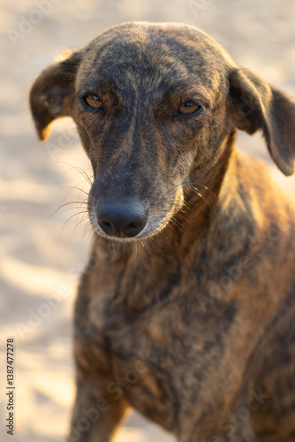 Photography Indian pariah or Indie stray dog of golden color
