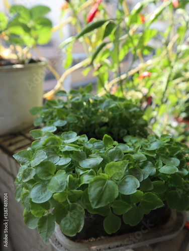 Potted Green Herbs in Natural Light