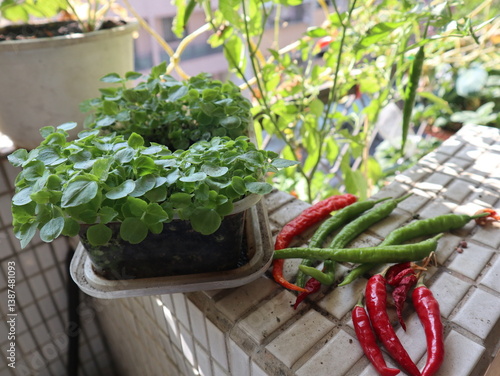 Fresh Herbs and Chili Peppers on a Balcony