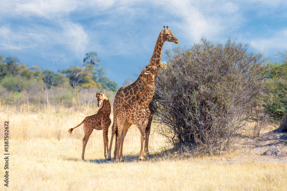 Obraz premium Giraffe and her baby seen on a safari, Giraffe in bush forest, evening light, sunset. Idyllic giraffe silhouette with evening blue sky, Botswana, Africa. Wildlife scene from nature.