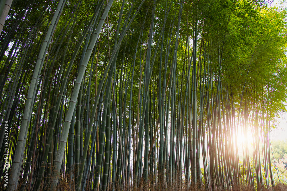 Fototapeta premium Bamboo forest at Arashhiyama district in Kyoto, Japan