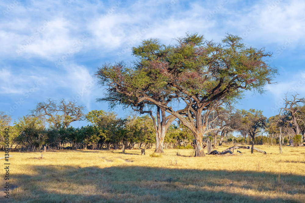 Typical large Acacia tree in the open savanna plains of East Africa, Botswana, dry grass in the foreground. Road through savanna, African safari.
Typical large Acacia tree in the open savanna plains of East Africa, Botswana, dry grass in the foreground. Road through savanna, African safari.