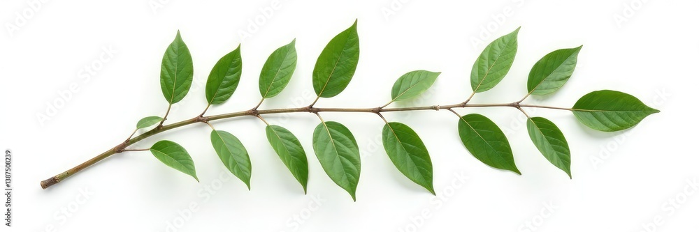 Fototapeta premium A single branch with leaves isolated on a white background, botanical, nature, elegant