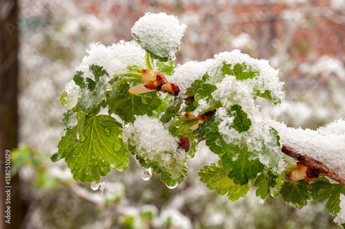 Snow blankets vibrant green leaves and buds on a plant branch during a spring cyclone.
