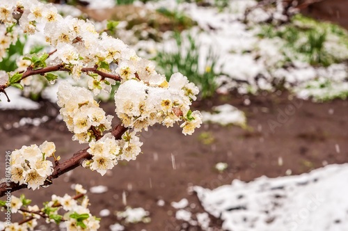 A beautiful scene of white flowers covered in snow during the spring season.