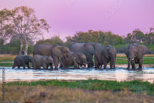 Canvas Print A group of elephant families go to the water's edge for a drink - African elephants standing near lake in Botswana at beautiful African Sunset