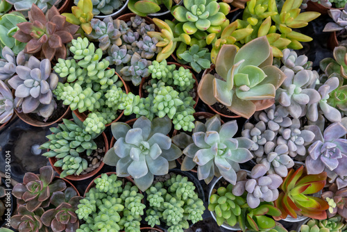 Diverse collection of vibrant succulents arranged in pots at a plant nursery in midday sunlight