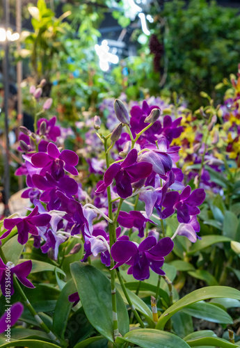 Vibrant purple orchids bloom amidst lush greenery in a botanical garden during spring season