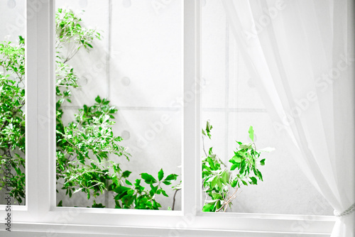 白い窓と緑の植物