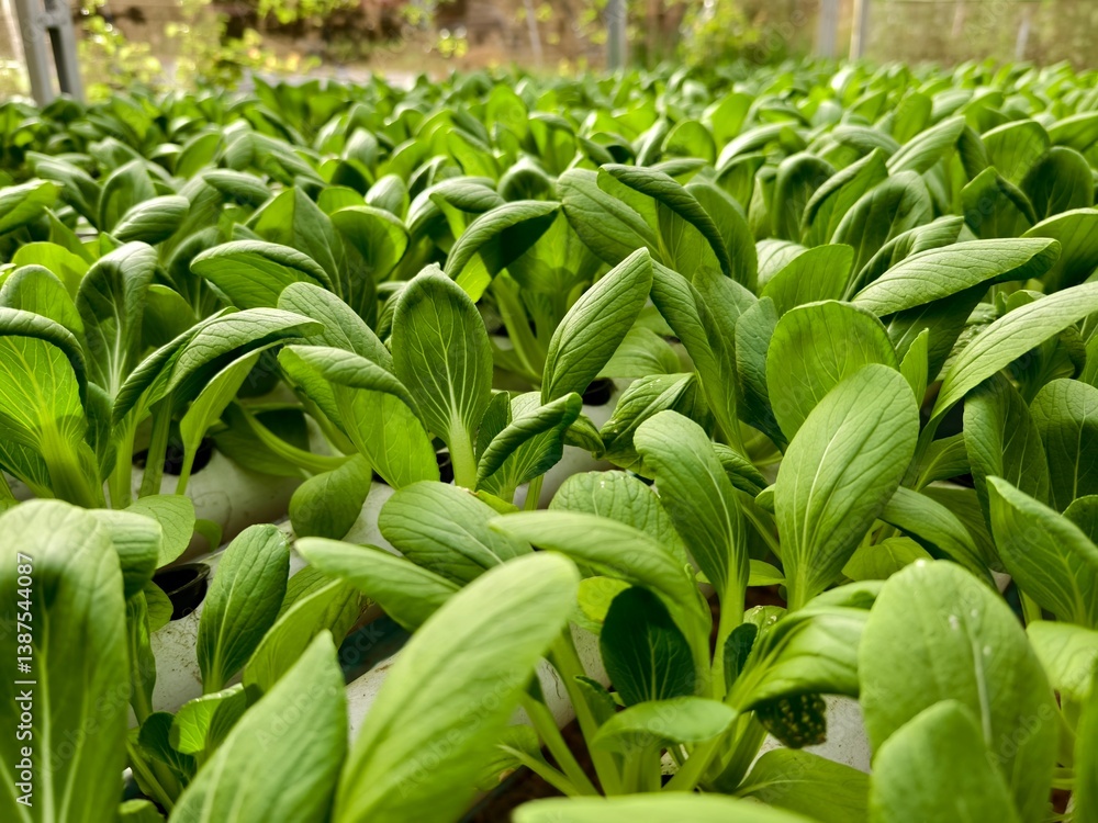 Obraz premium Cultivation of pakcoy plants using hydroponic methods