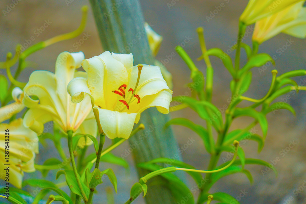 Obraz premium 水風船すくい