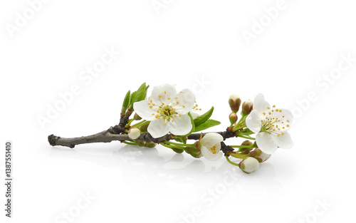 Сherry plum blossom, blooming branch with young leaves, buds and flowers isolated on white background