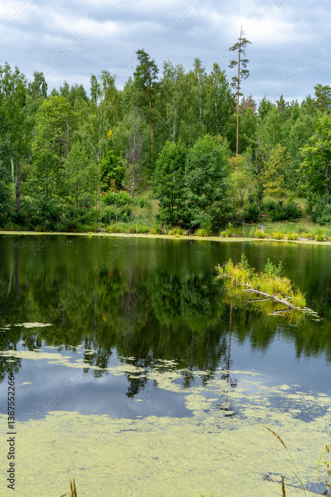 Obraz premium Different landscapes in autumn swamps.