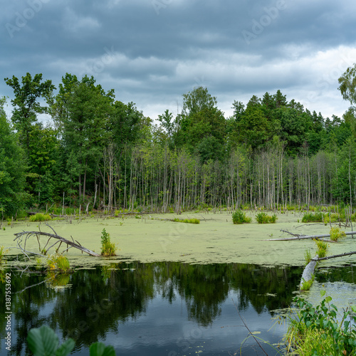 Different landscapes in autumn swamps.